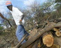Imported Dream Tree Becomes A Nightmare For Kenya