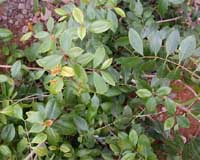 Kenya khat traders eye Chinese market