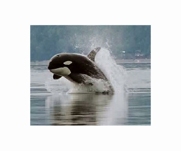 Melting Arctic ice draws killer whales further north
