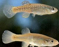 African killifish is the fastest maturing vertebrate on the planet