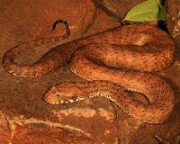 New species of deadly snake discovered in Australia