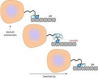 Molecular microscopy illuminates molecular motor motion