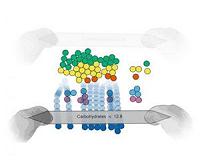 Carnegie Mellon system lets iPad users explore data with their fingers