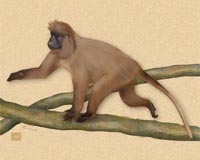 Newly Discovered Monkey Is Threatened With Extinction