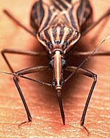 Satellite Imagery Assists Hunt For Infectious 'Kissing Bugs'