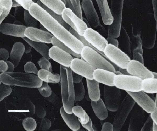 How a soil microbe could rev up artificial photosynthesis