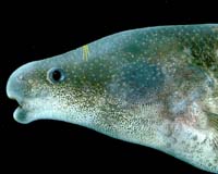 Electric Fish May Be A Species Diverging