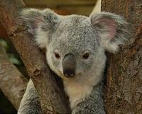 Hairy future for Australia's beloved koala