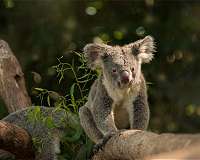 Koalas climb like apes but bound on the ground like marsupials