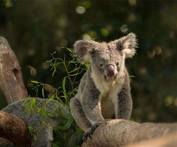Invading retrovirus linked to high rates of lymphoma, leukemia among koalas