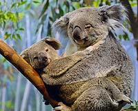 Sam the koala recovering in Australian wildlife centre