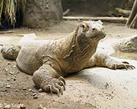 Study: Komodo dragon native of Australia