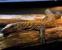 Komodo Dragon Births Leaves Experts Foxed