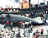 International Whaling Body Rejects Japanese Proposal For Minke Catch