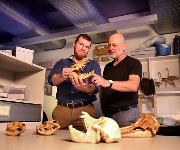 Mammals island-hopped from Australia to colonise the world