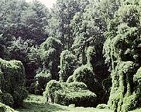 Climbing plants disturb carbon storage in tropical forests