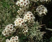 New Zealand big trees number 10 different species