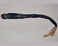 Science fiction horror wriggles into reality with discovery of giant sulfur-powered shipworm