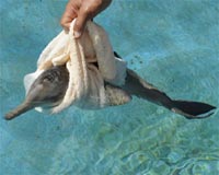River in Brazil's Amazon rainforest yields new dolphin species