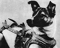 Iran To Send Animals Into Space