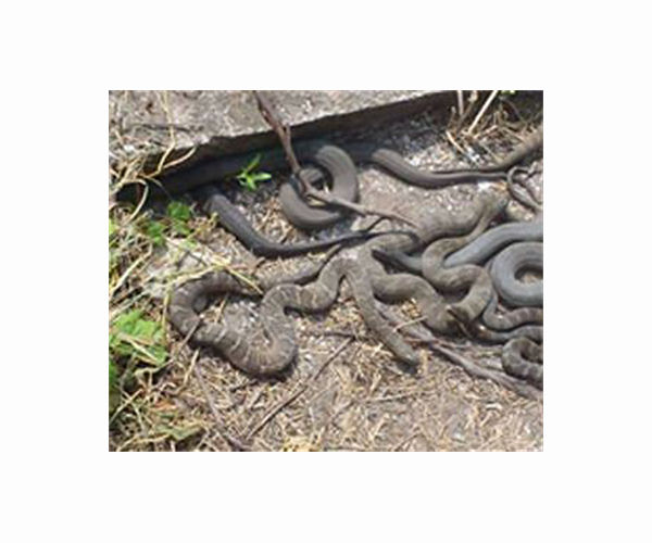 Snakes, rats and cats: the trillion dollar invasive species problem