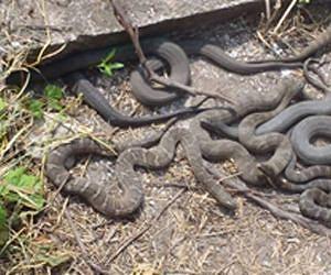 Tracking Lake Erie Water Snake in Fight Against Invasive Fish