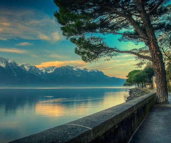 Lake Geneva's fish threatened by warming waters: experts