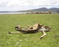 Wildlife numbers plummet globally: WWF