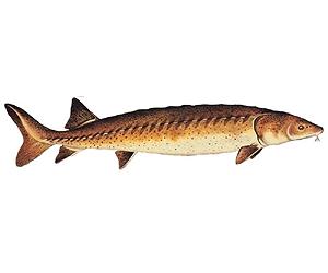 WWF urges Romania, Bulgaria to protect wild sturgeon