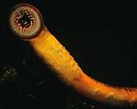 Dartmouth Researchers Find The Root Of The Evolutionary Emergence Of Vertebrates