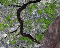 Discovery in the US of the invasive New Guinea flatworm