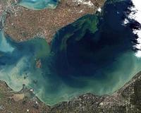 The Good, the Bad, and the Algae