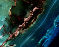 Study Finds Contaminated Water Reaching Florida's Offshore Keys