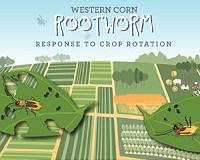 Crop-rotation resistant rootworms have a lot going on in their guts