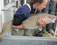 The great northern cod comeback