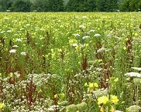 Revealing the workings of a master switch for plant growth