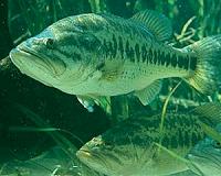 Longer catch-and-release time leaves largemouth bass nests more vulnerable to predators