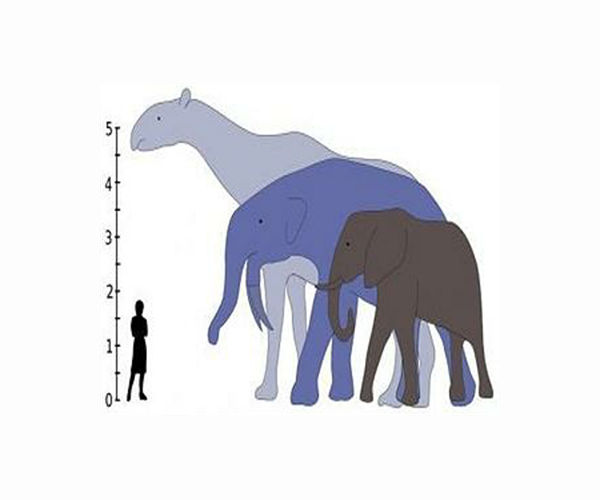 Climate change, not humans, fueled decline of prehistoric elephants, mammoths