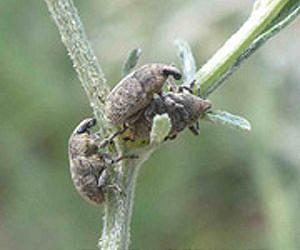 UBC researchers weed out ineffective biocontrol agents