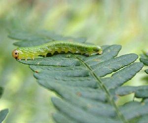 Herbivore defense in ferns