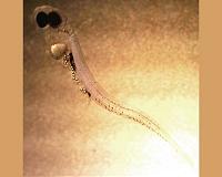 Microplastic particles threaten fish larvae