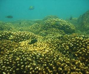 Taking The Pulse Of Coral Reefs