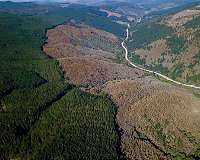 When planting trees threatens the forest