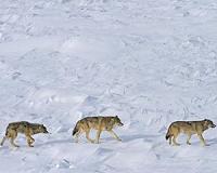 Raging debate: Does culling wolves curb poaching?