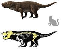Brazilian carnivorous mammal-like reptile fossil may be new Aleodon species