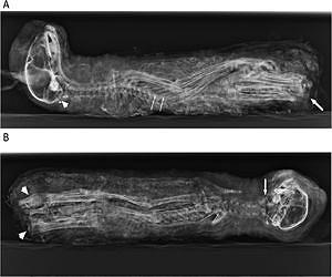 Robotic cats, a kitten mummy and a major UK vet gathering