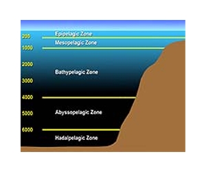 How bacteria capture carbon in the twilight zone of the oceans