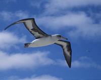 $200 Bird Scaring Line for Trawlers Can Cut Albatross Deaths by over 90%