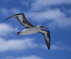 Study maps human impacts on top ocean predators along US west coast