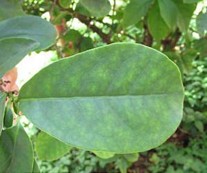 Secrets of the first practical artificial leaf